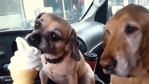 Two dogs enjoying ice cream