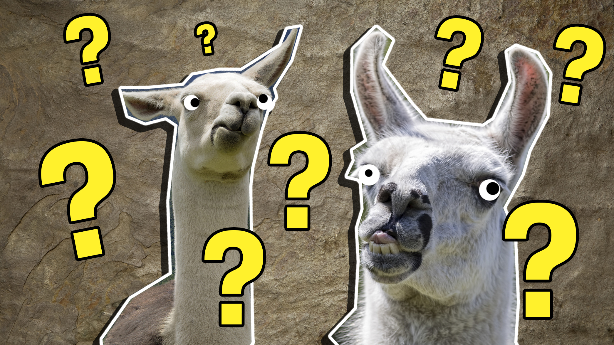 Quiz: Guess the Animal Collective Noun Name! | Animals | Quizzes on  