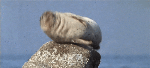 A jumping seal