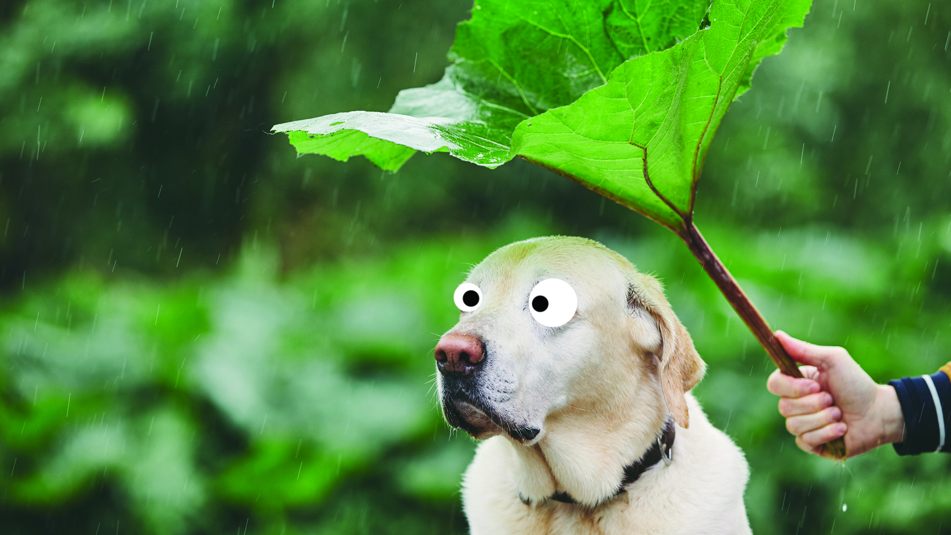 A dog in the rain 