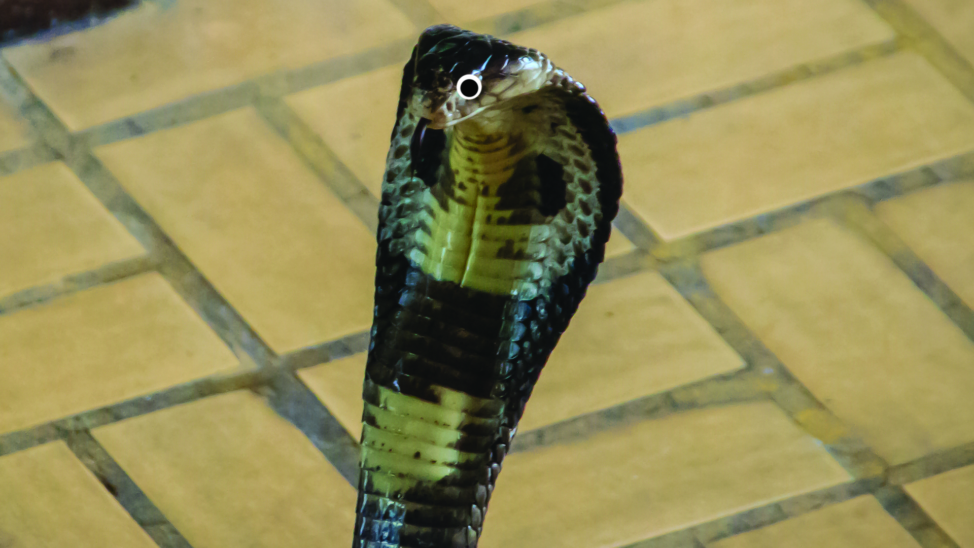 Monocled cobra