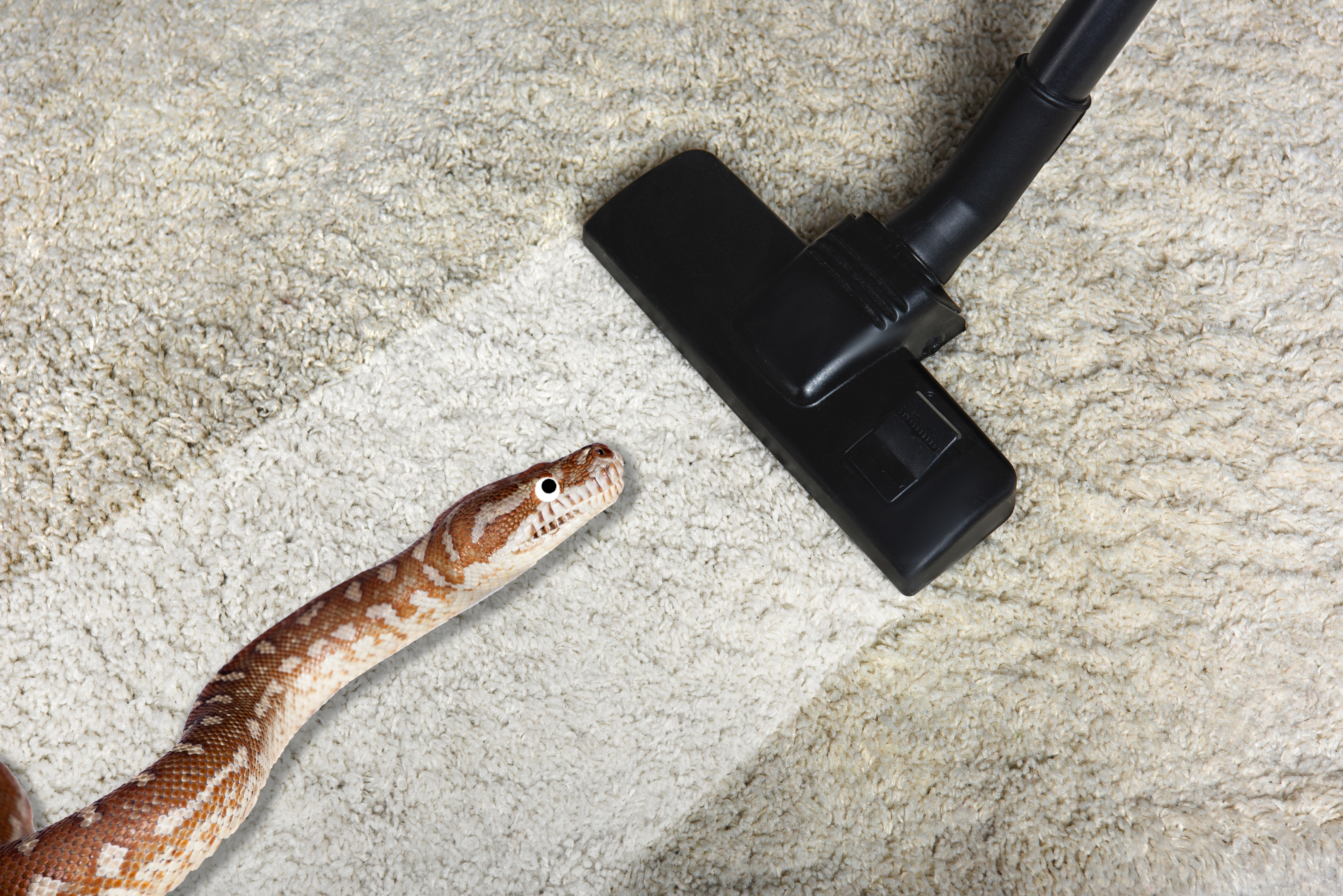 Carpet and snake