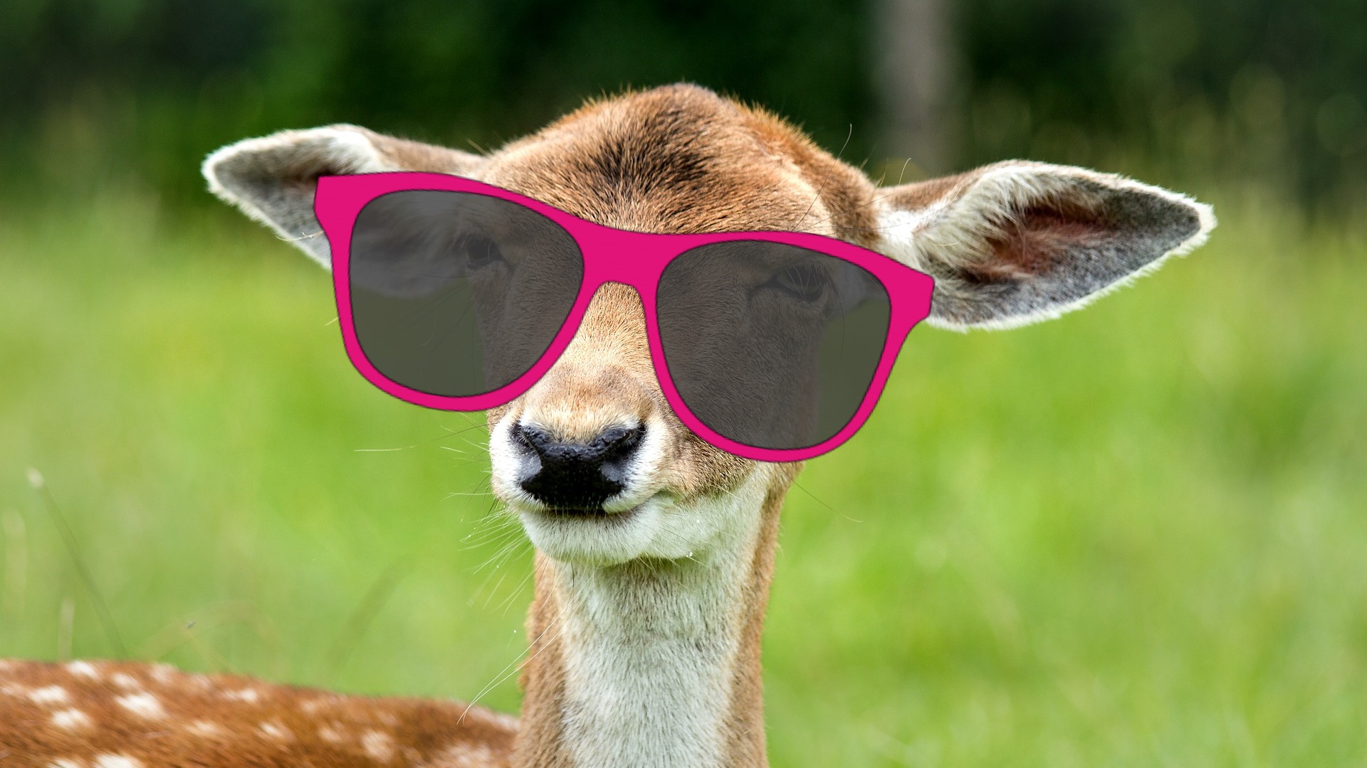 A deer with big ears wearing glasses
