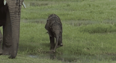 An baby elephant splashing around in a puddle