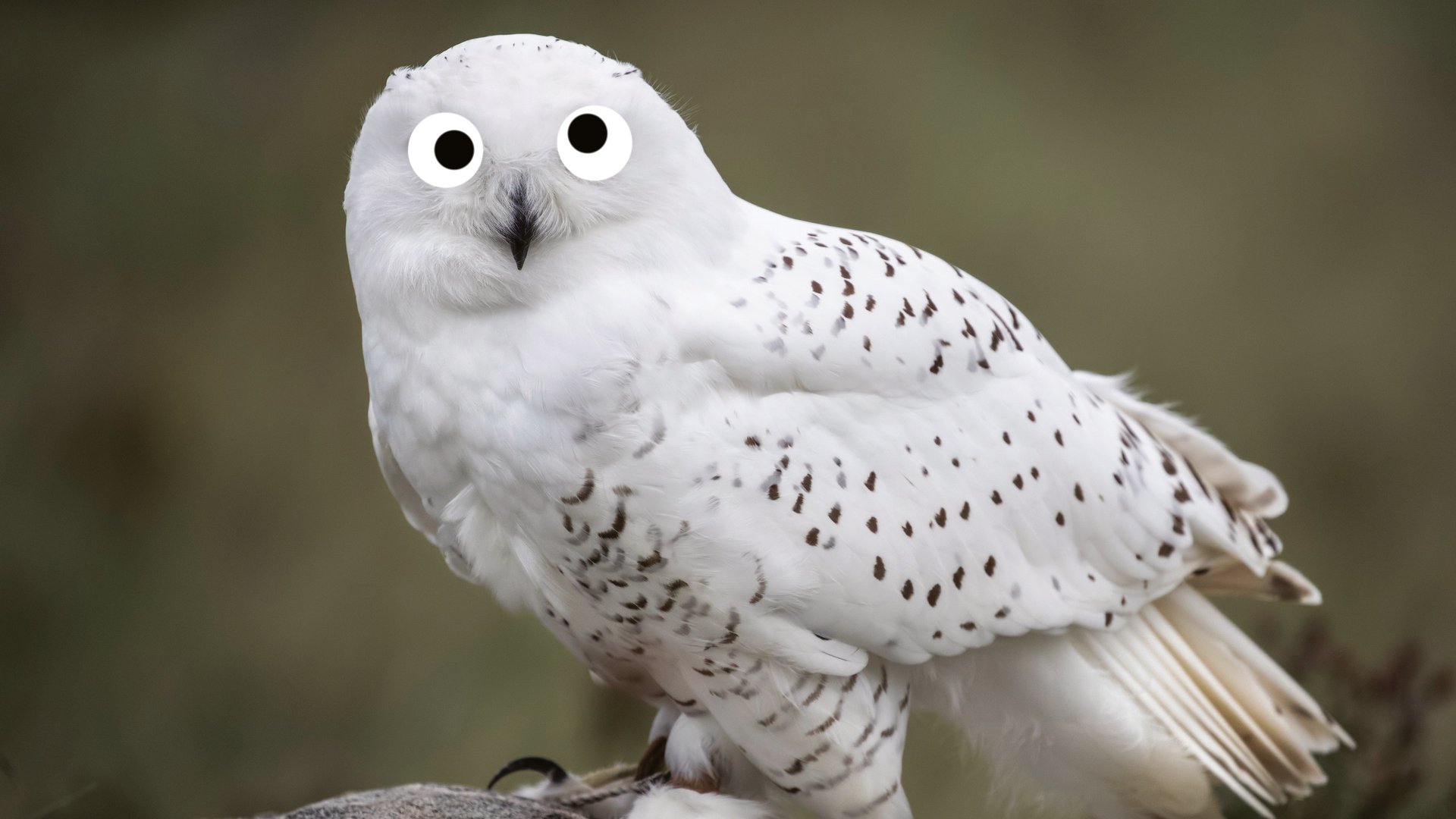 A snowy white owl