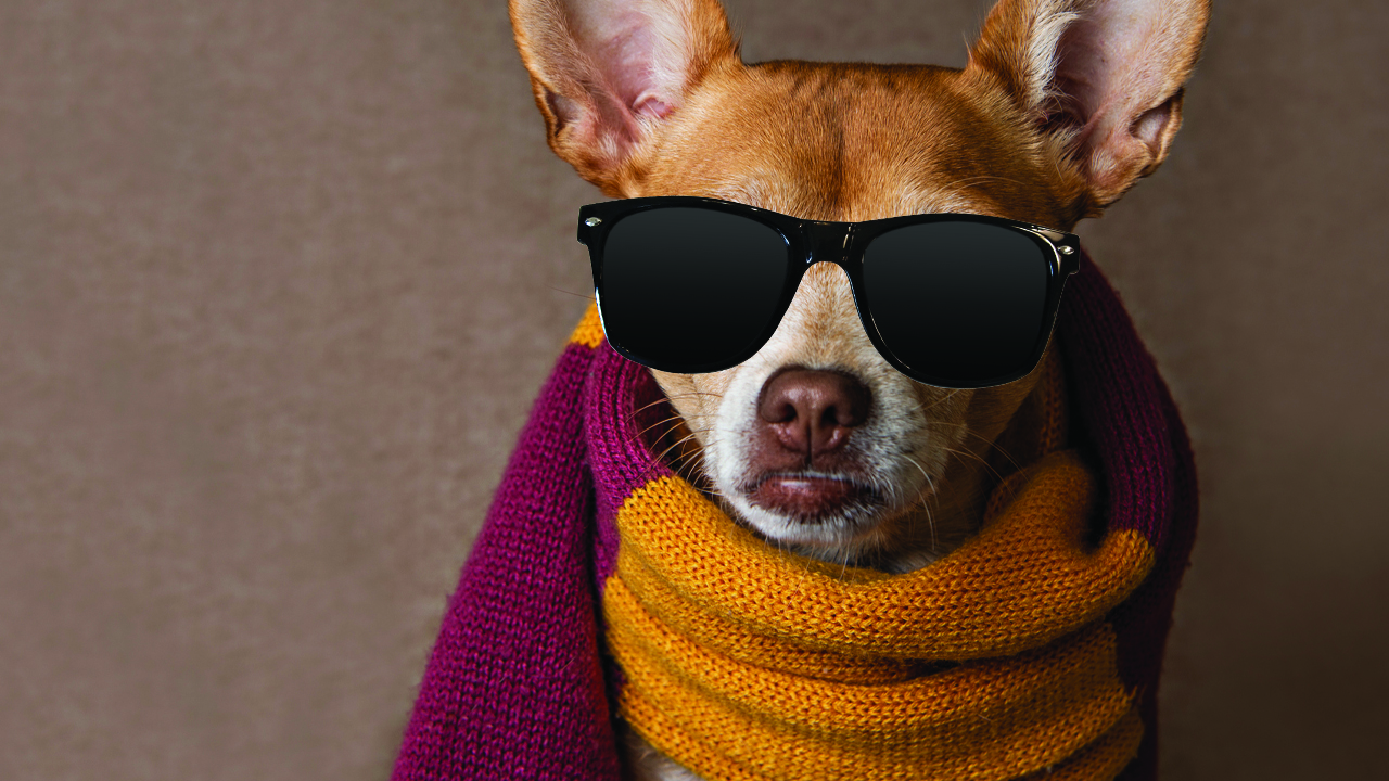 A dog wearing a Gryffindor scarf 