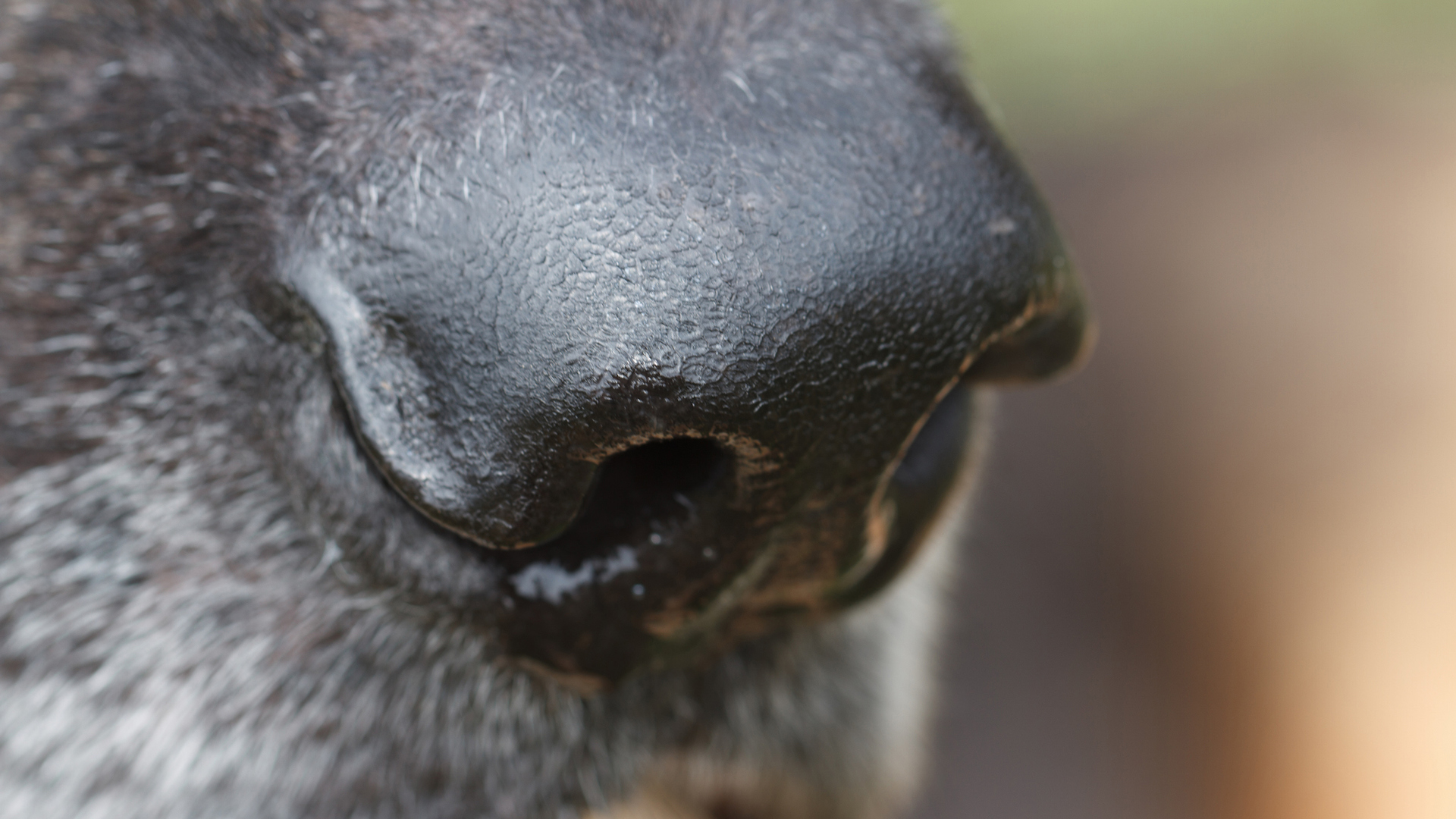 A close up of a German Shepherd's nose