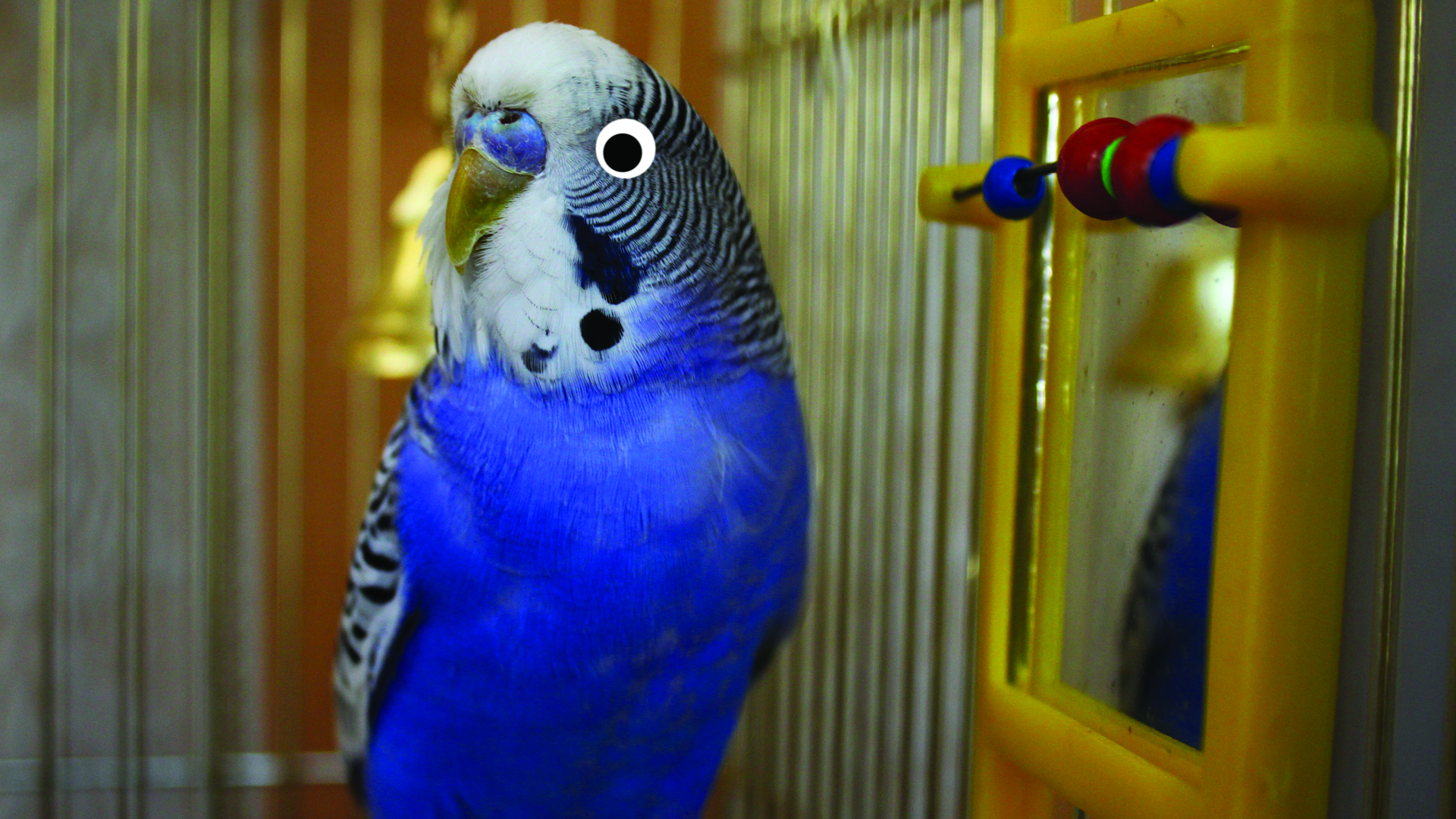 A budgie unaware they have a mirror