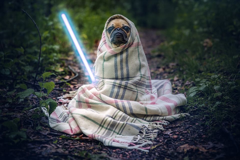 Jedi Pug