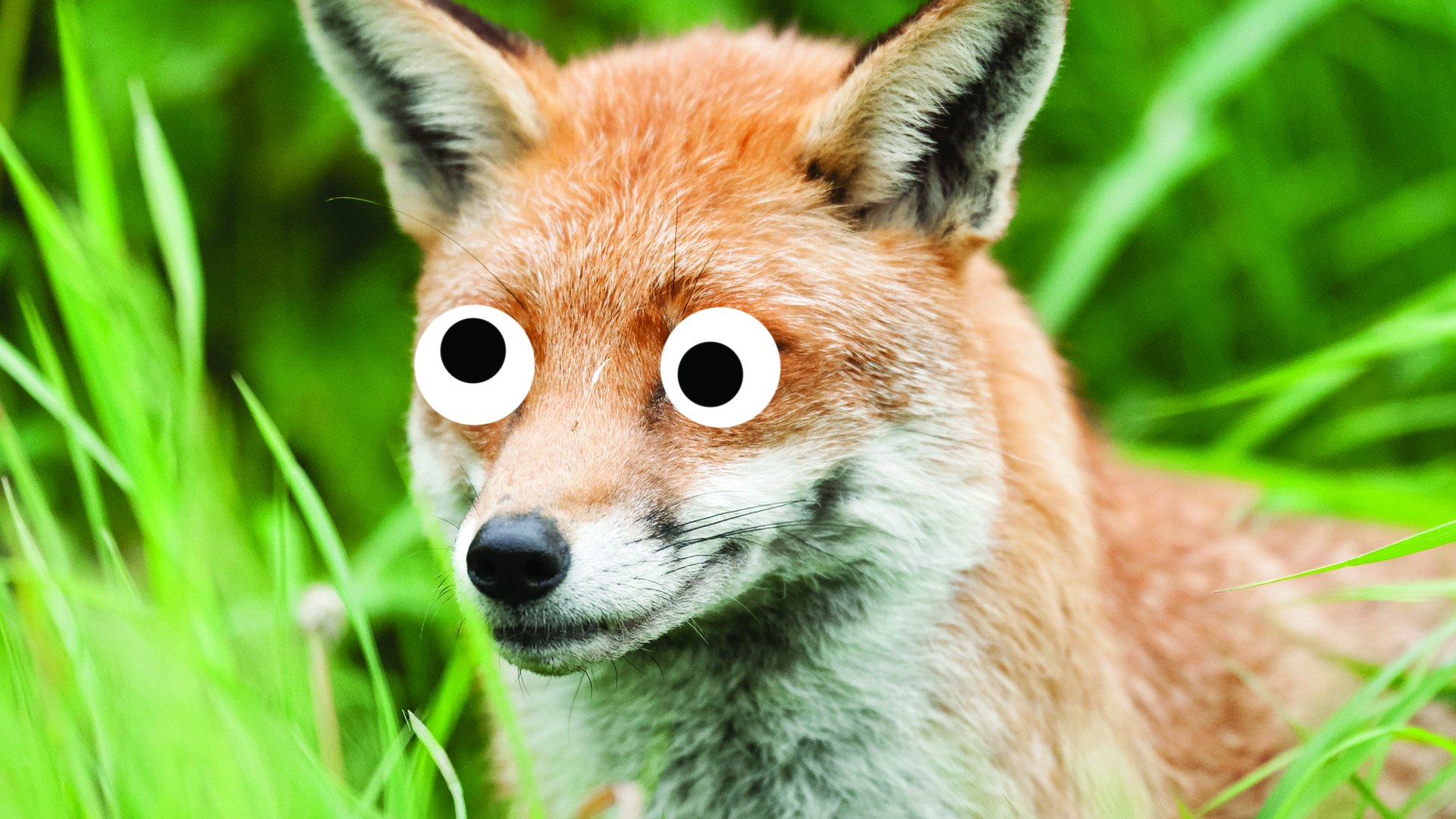 A cunning fox hiding in the grass