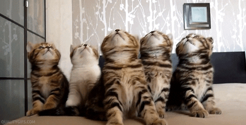 A group of kittens watching something closely