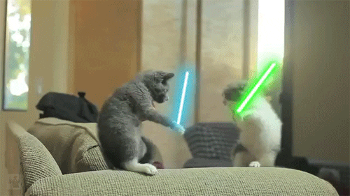 Two cats using light sabers