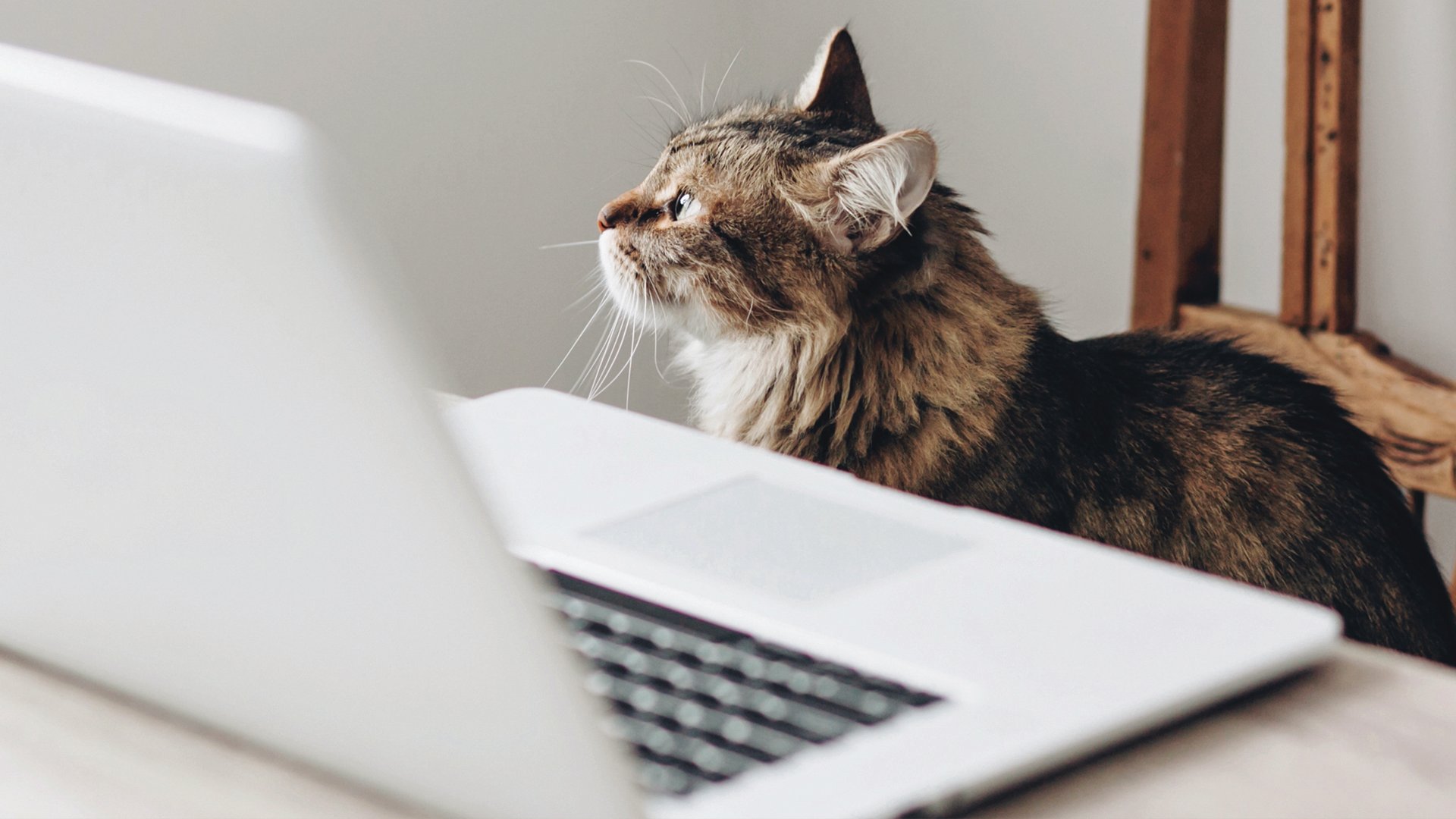 A cat at a desk with a laptop