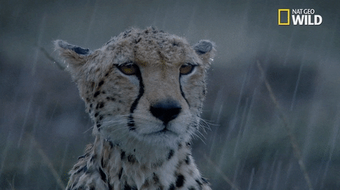 African cat enjoying the rain