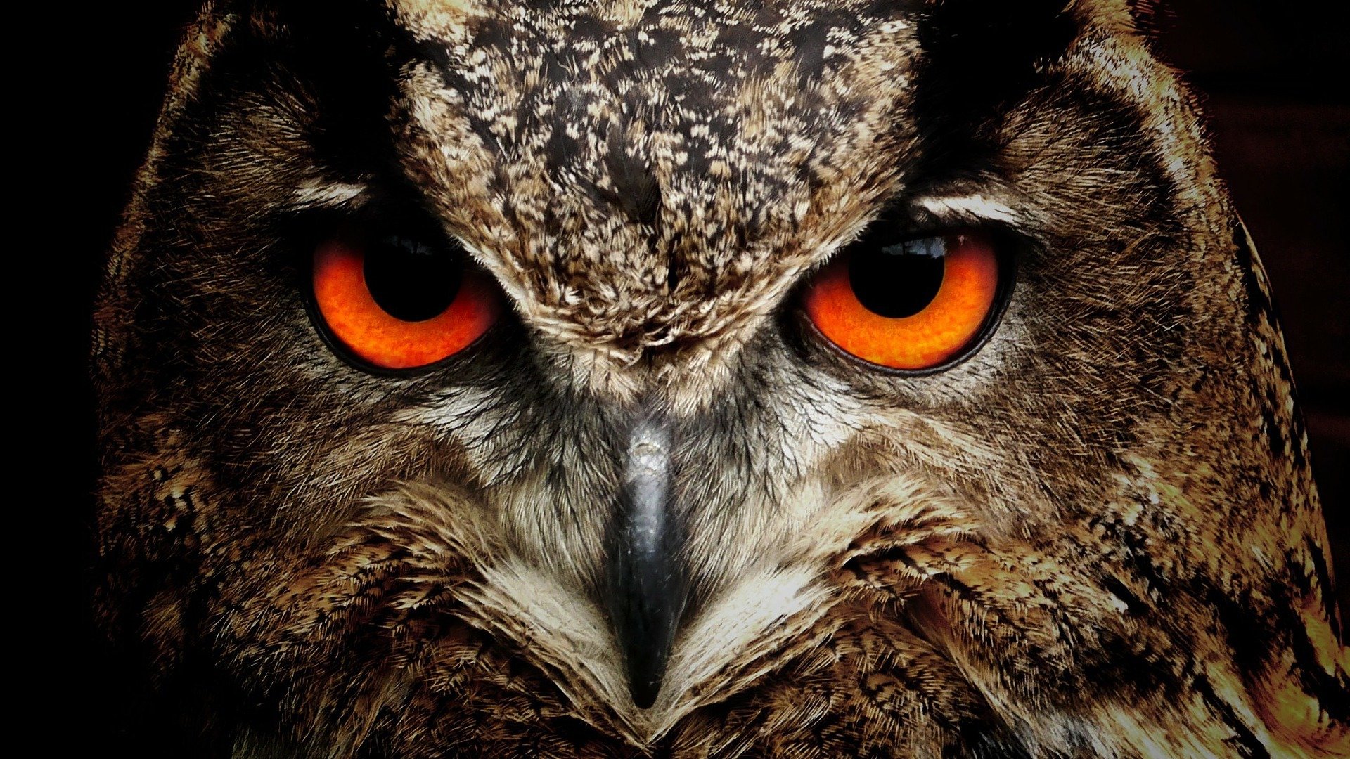 An owl with deep orange eyes