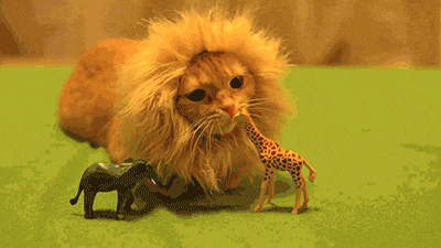 A cat in a lion wig plays with a toy giraffe 