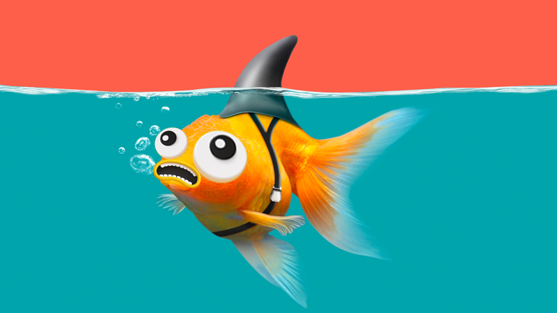 A goldfish in water wearing a black shark fin