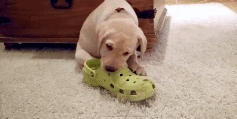 A puppy chewing a Croc shoe