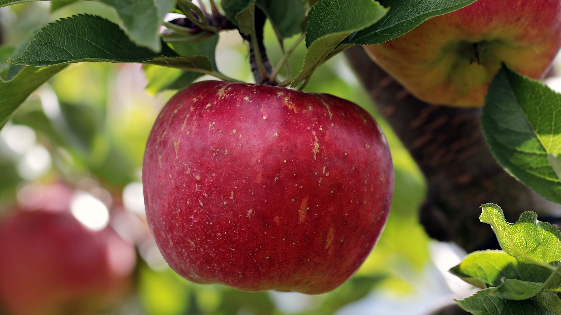 How the apple became such a ubiquitous, iconic fruit across the globe •