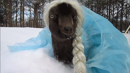 A goat dressed as Elsa