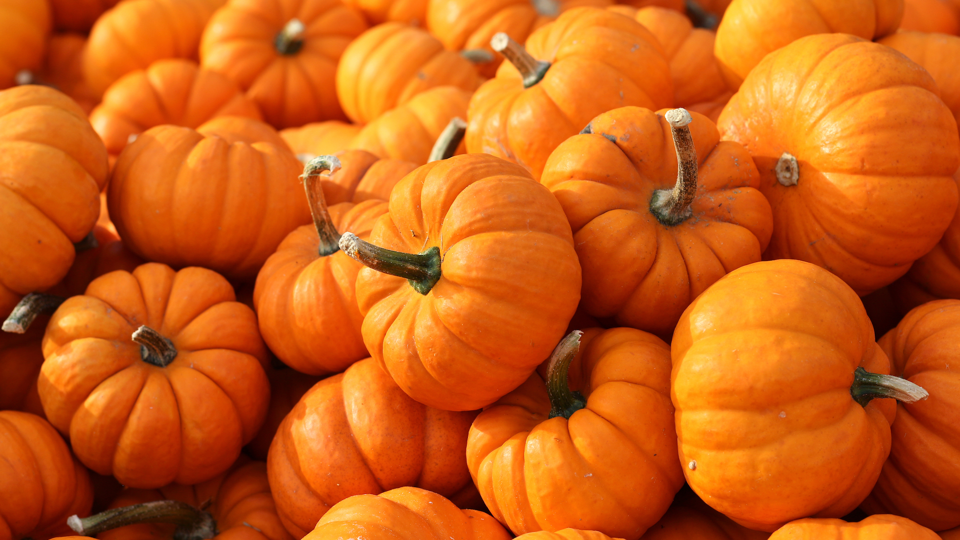 A small pile of pumpkins