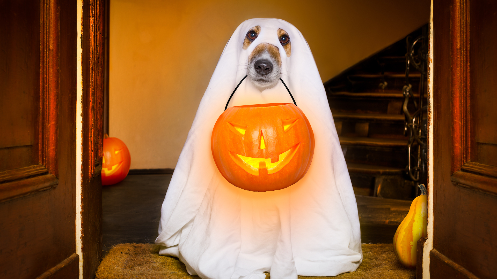 A dog dressed up for Halloween 