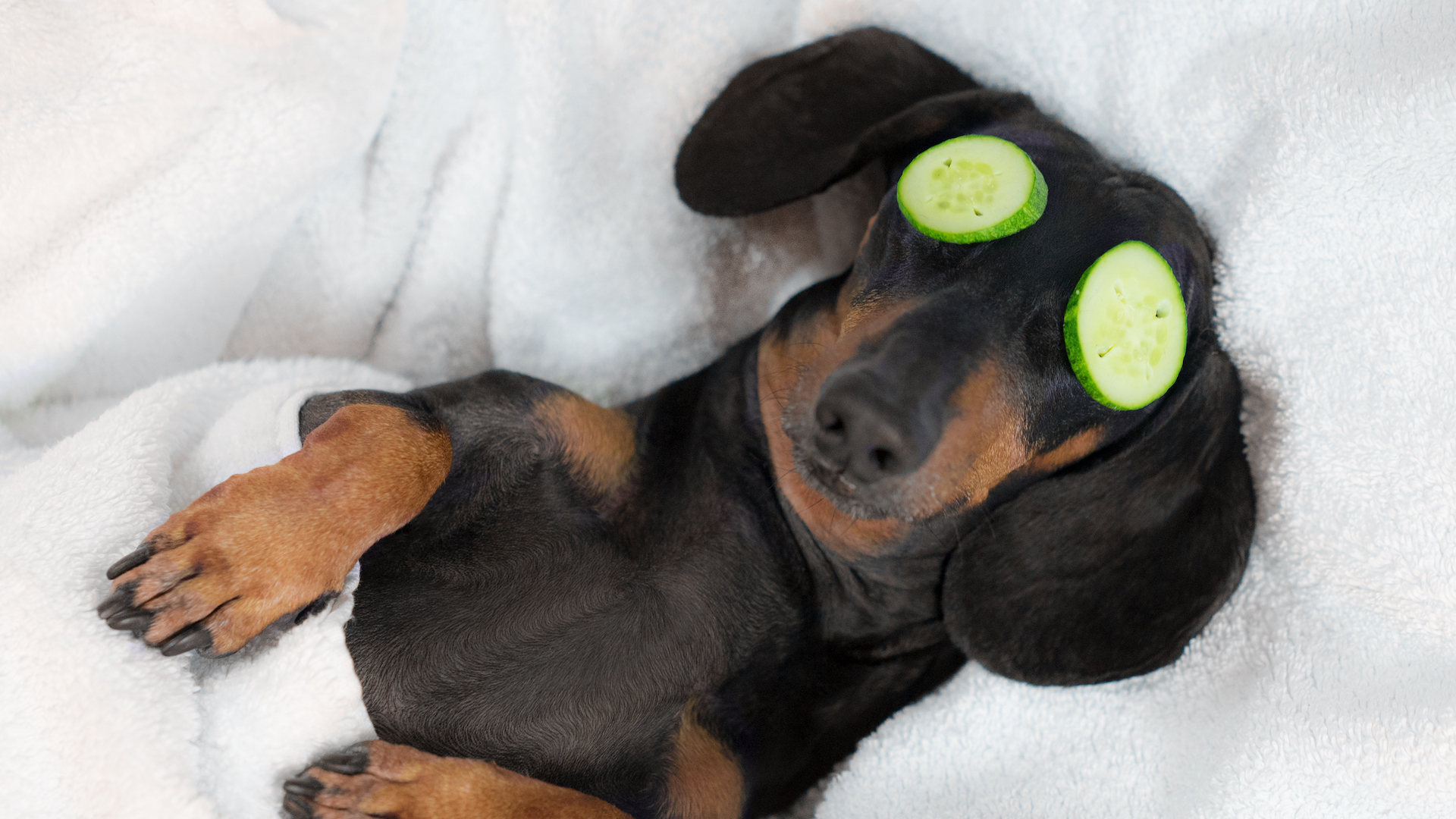 A dog relaxing with slices of cucumbers on its eyes