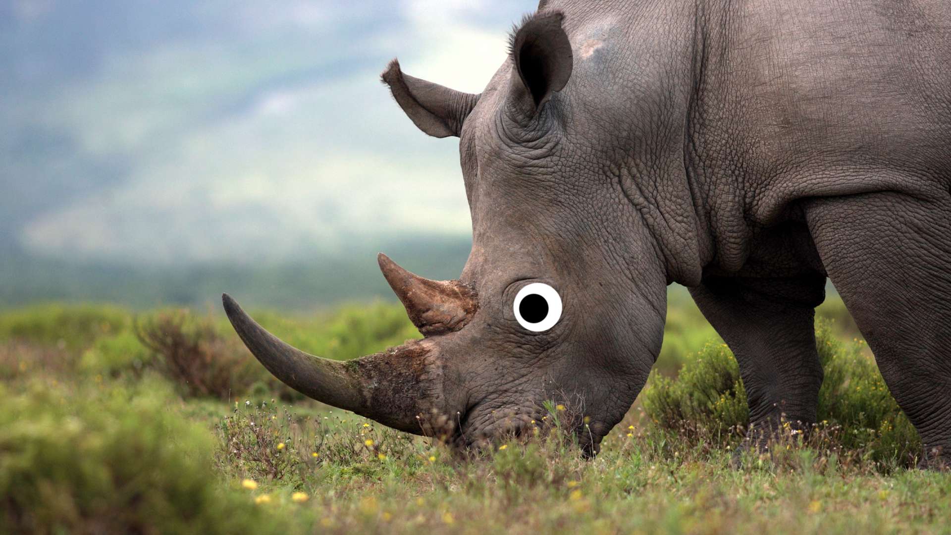A rhinoceros 