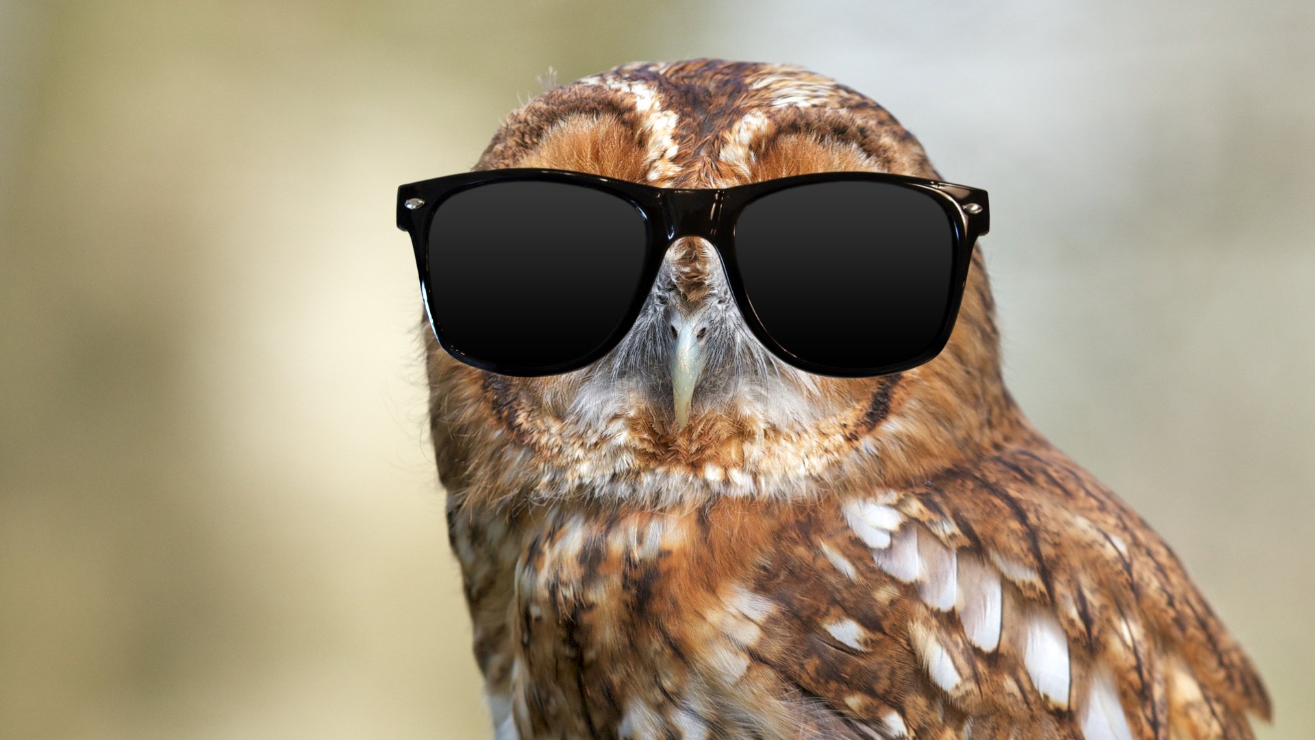 An owl wearing sunglasses