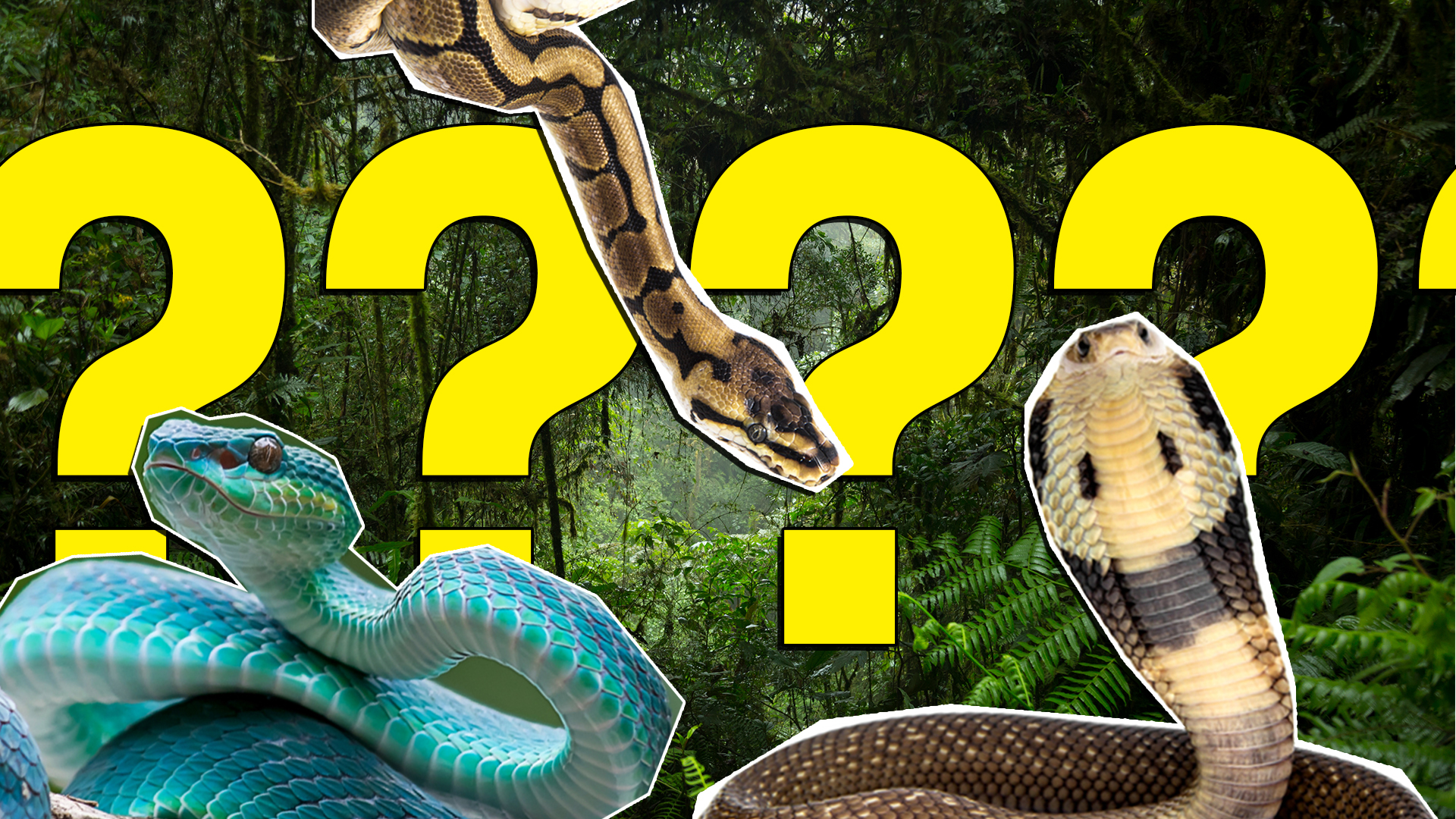 10 Incredible King Cobra Facts (No Other Snake Does #7!) - A-Z Animals