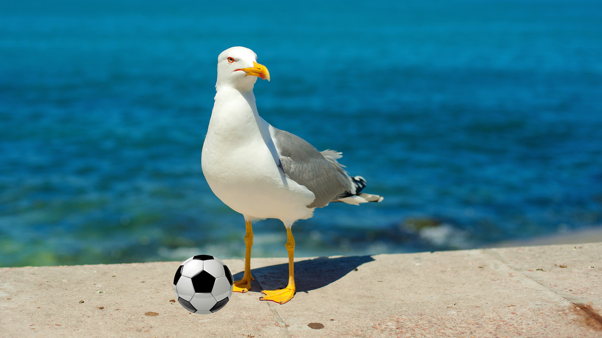 A seagull poses with a football