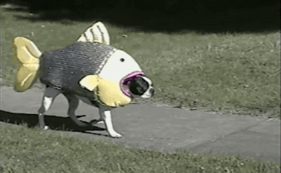 A dog dressed as a fish and doing the sassiest strut