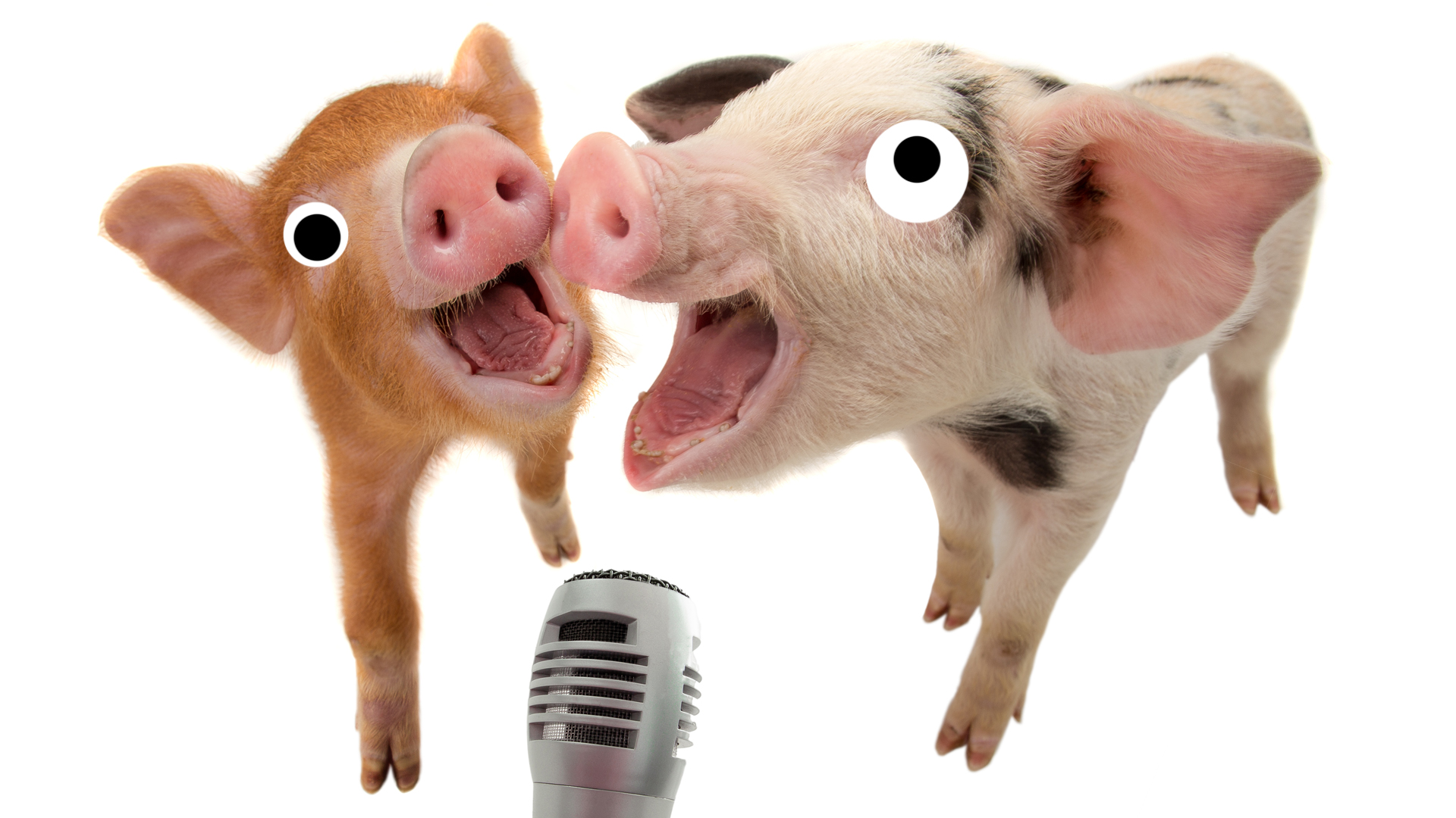 Pigs singing into a microphone 