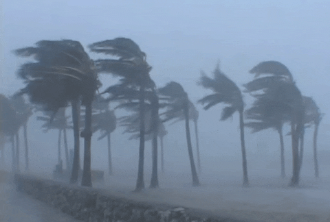 Palm trees bending in a storm