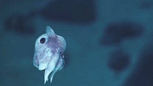 A sea creature floating around