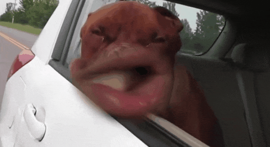 A dog sticks its head out of a car window