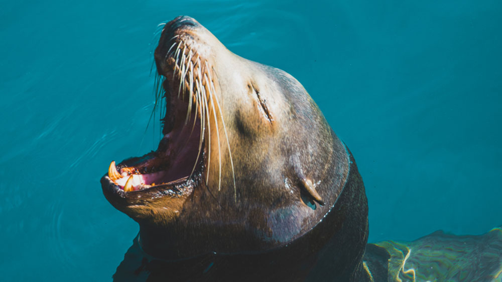 A seal yawning. Ok, it's not fish.