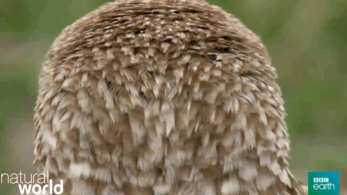A menacing owl