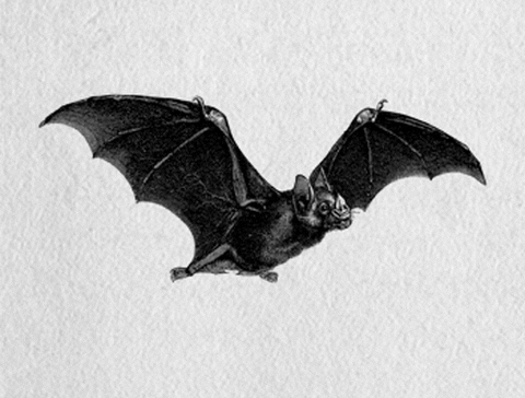 A gif of a bat illustration
