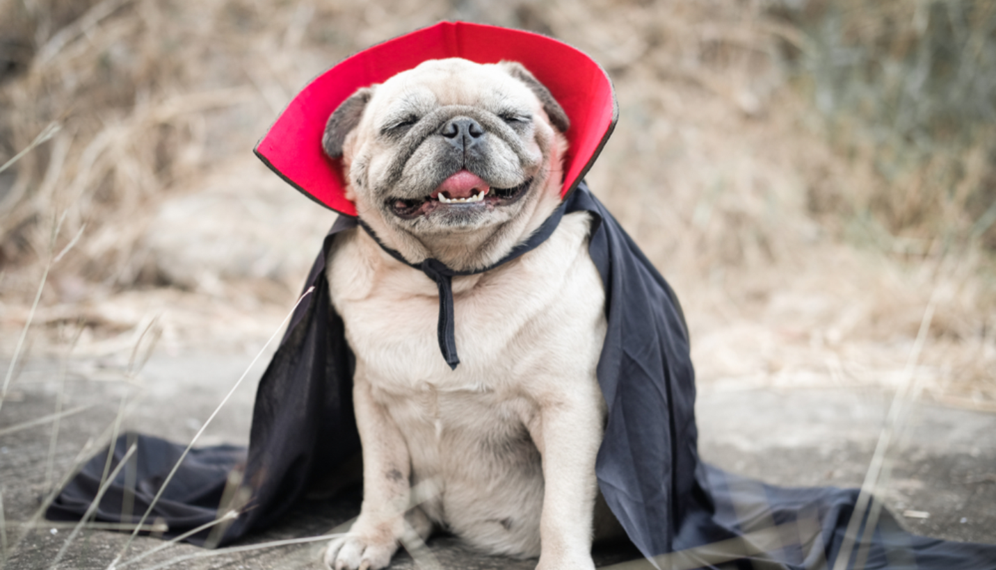 A smiling pug wearing a black and red cape