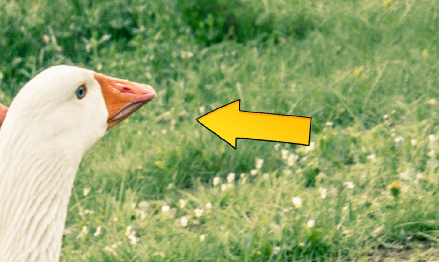 A white goose with an orange beak