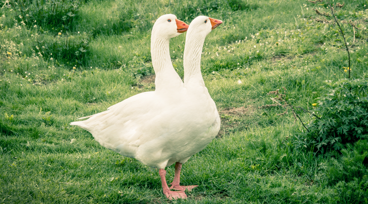 A white goose with an orange beak