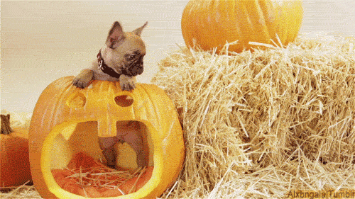 A small dog sitting in a pumpkin