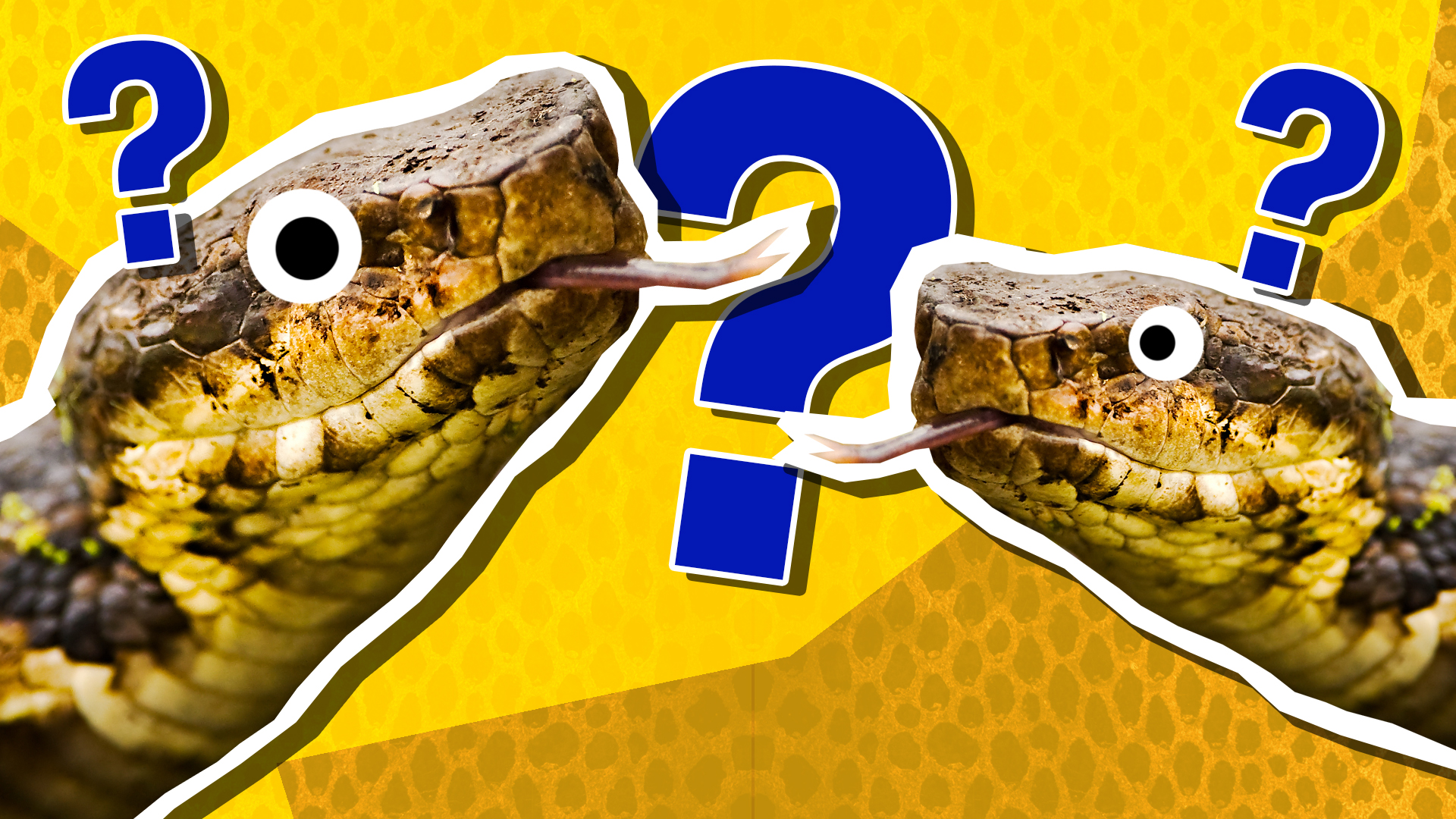 Swamp snake quiz