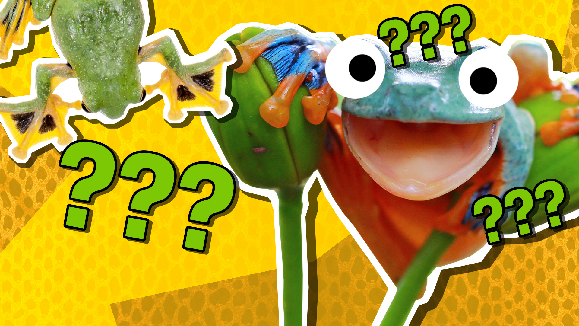 Flying frog quiz