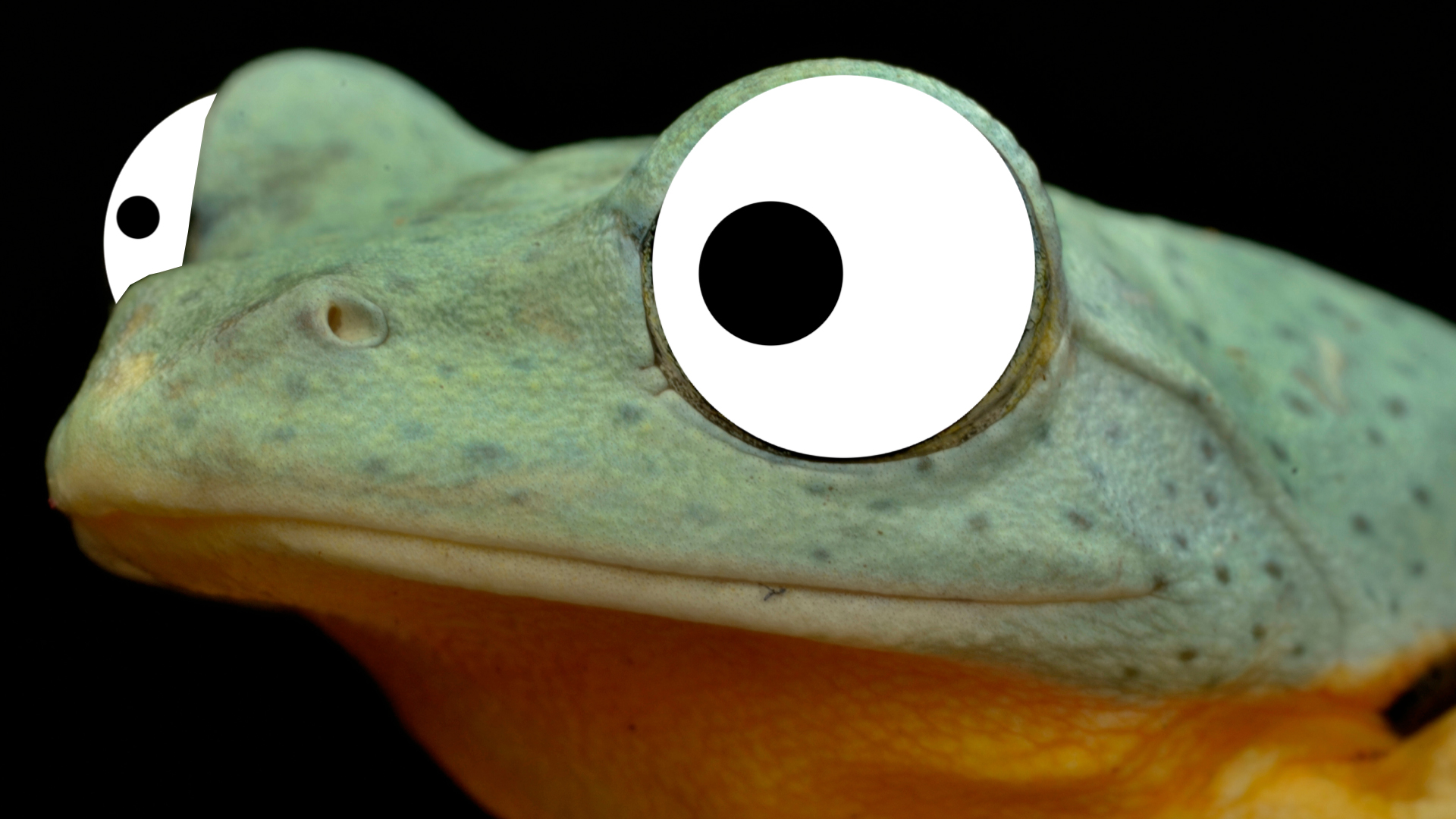 A close up of a Wallace's flying frog's face