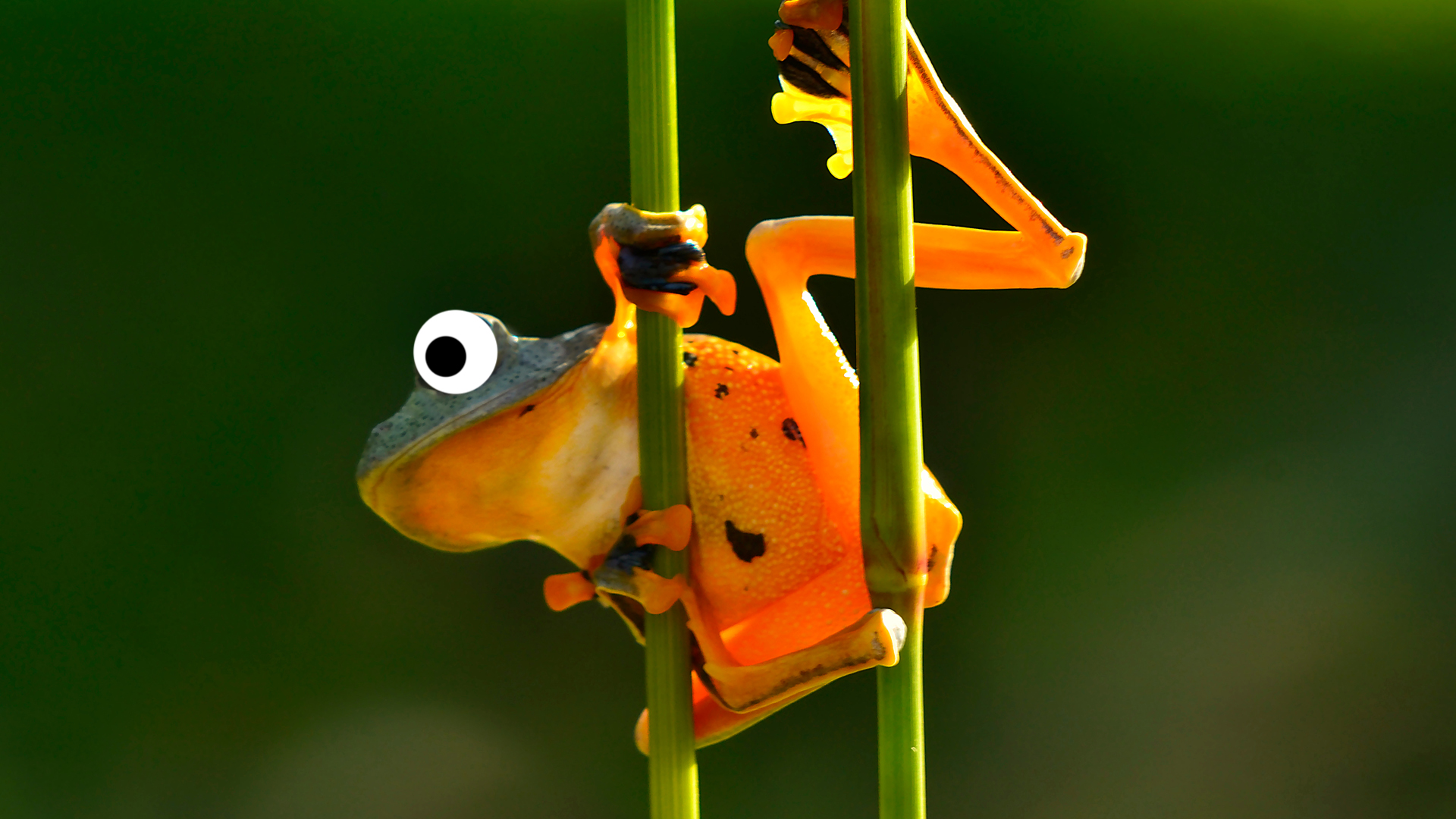 A flying frog prepares to leap from a branch