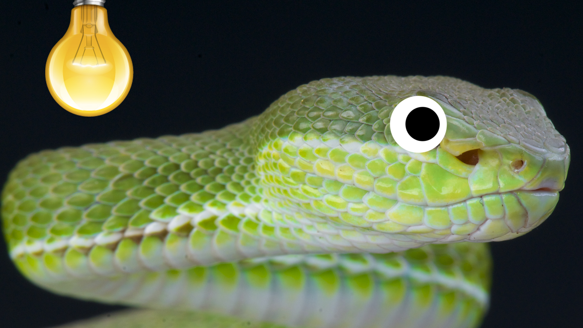 A pit viper in the dark, illuminated by a lightbulb