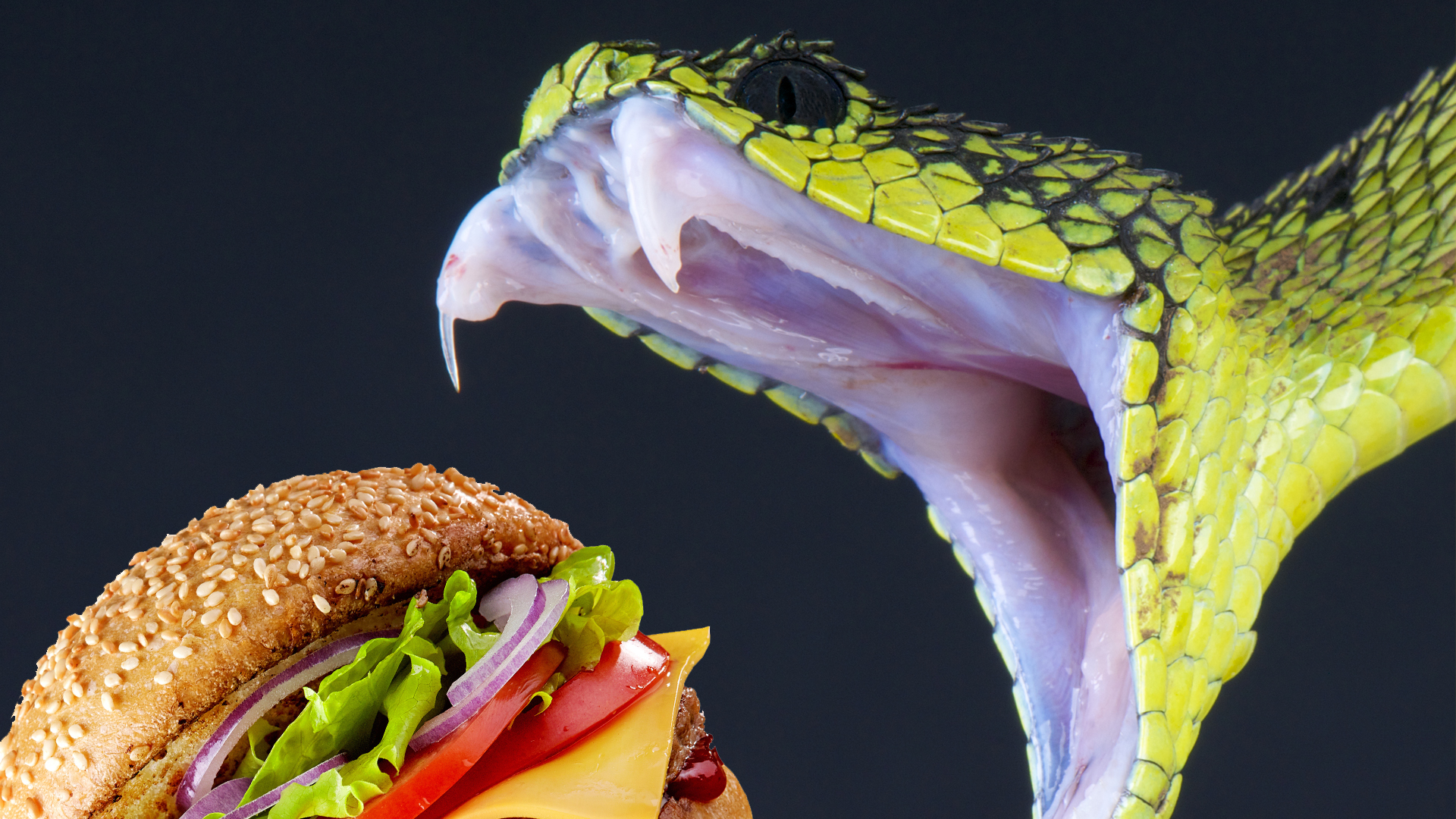 A snake biting into a hamburger