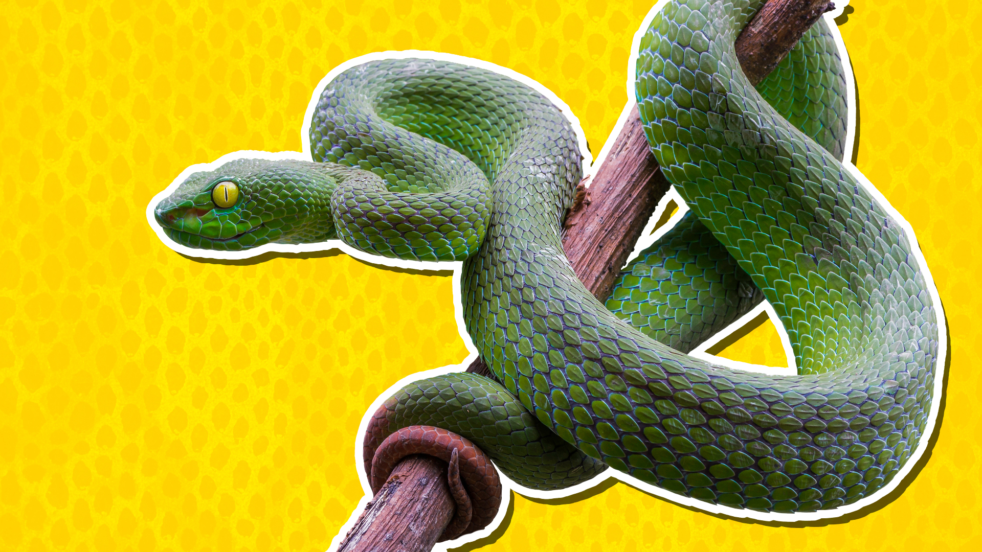 A pit viper wrapped around a tree branch